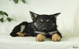 Gerberian Shepsky dogs for sale: Max - Image 4