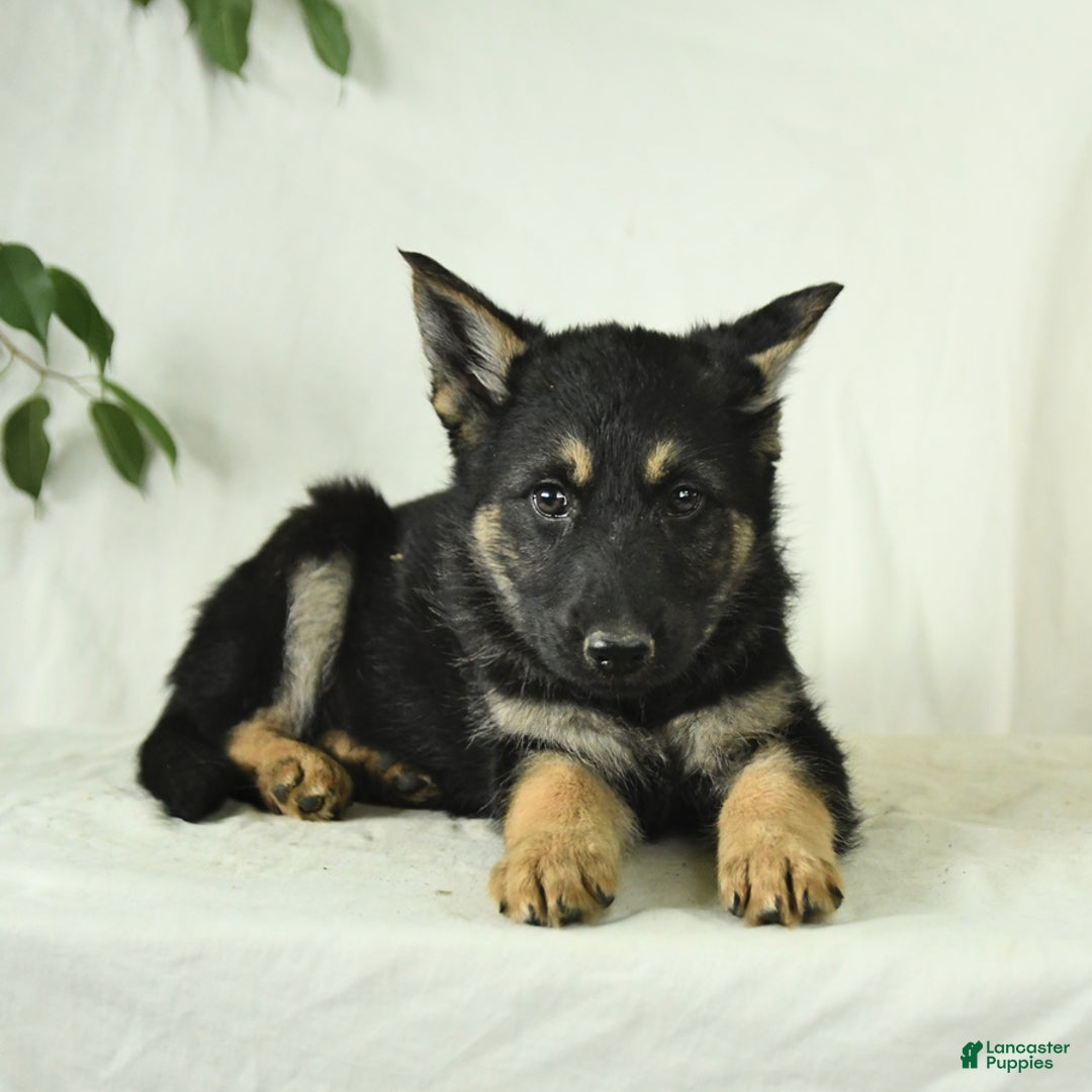 Gerberian Shepsky dogs for sale: Max - Image 4