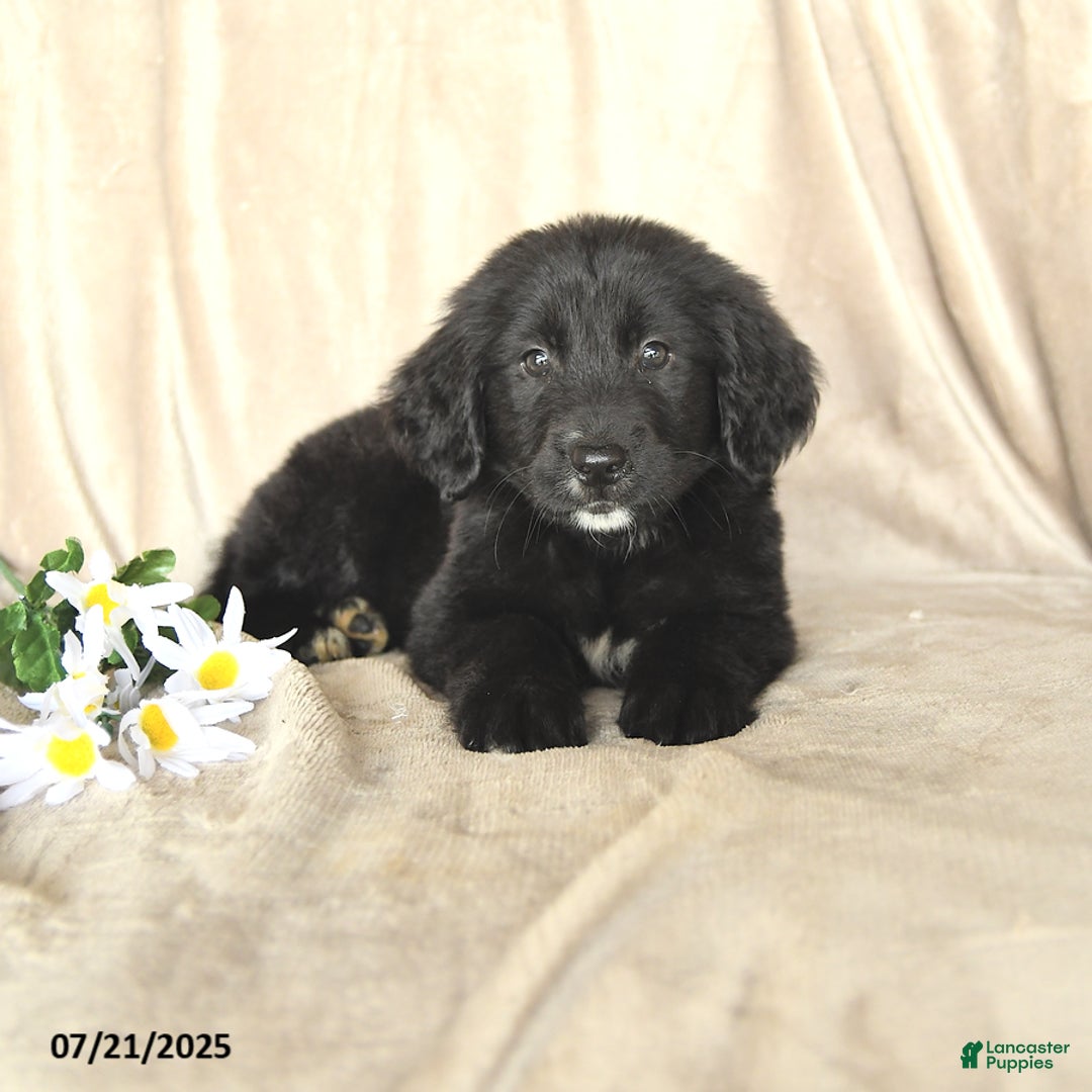 Bernese Mountain Dog dogs for sale: Bernese Mountain Dog 8 puppies - Image 5