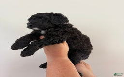 Bernedoodle dogs for sale: Purple Collar Girl - Image 2