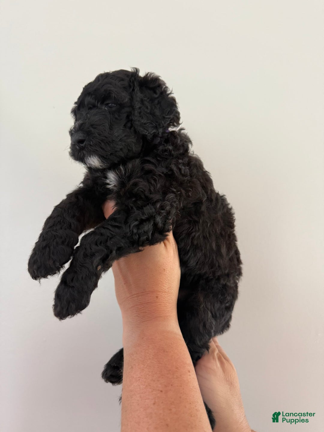 Bernedoodle dogs for sale: Purple Collar Girl - Image 2