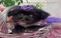 Shorkie dogs for sale: Little Prada - Image 2