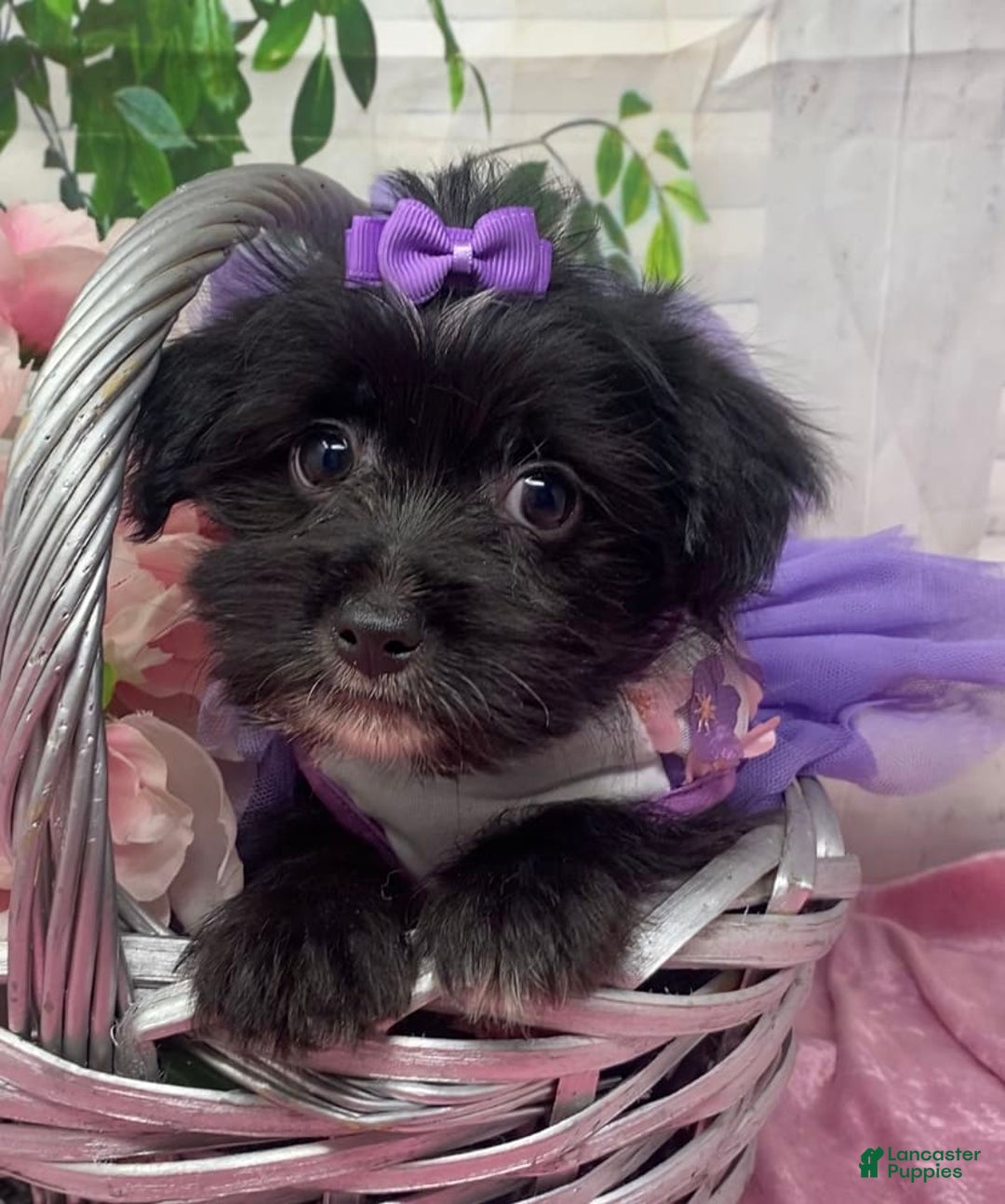 Shorkie dogs for sale: Little Prada - Image 2