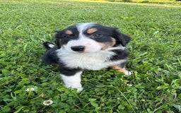 Australian Shepherd dogs for sale: Ahsoko - Image 17
