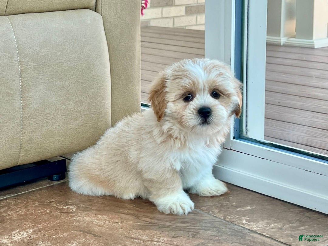 Lhasa Apso dogs for sale: Ollie - Image 9