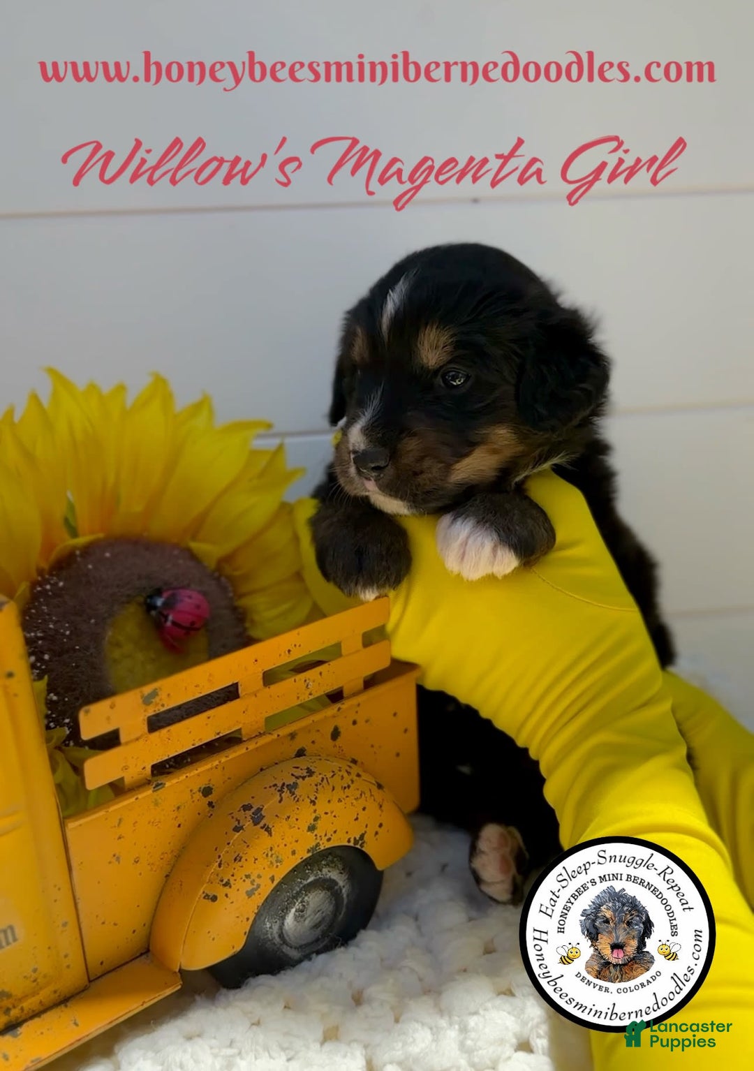 Mini Bernedoodle dogs for sale: Willows Magenta Girl - Image 2