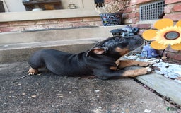 American Bully dogs for sale: Green Col - Image 15