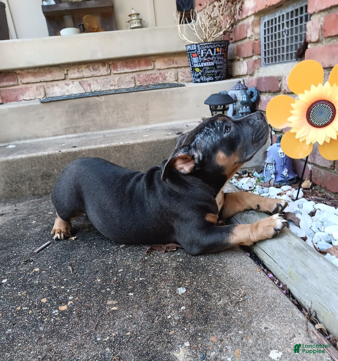 American Bully dogs for sale: Green Col - Image 15