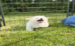 Bichon Frise dogs for sale: Buddy - Image 5