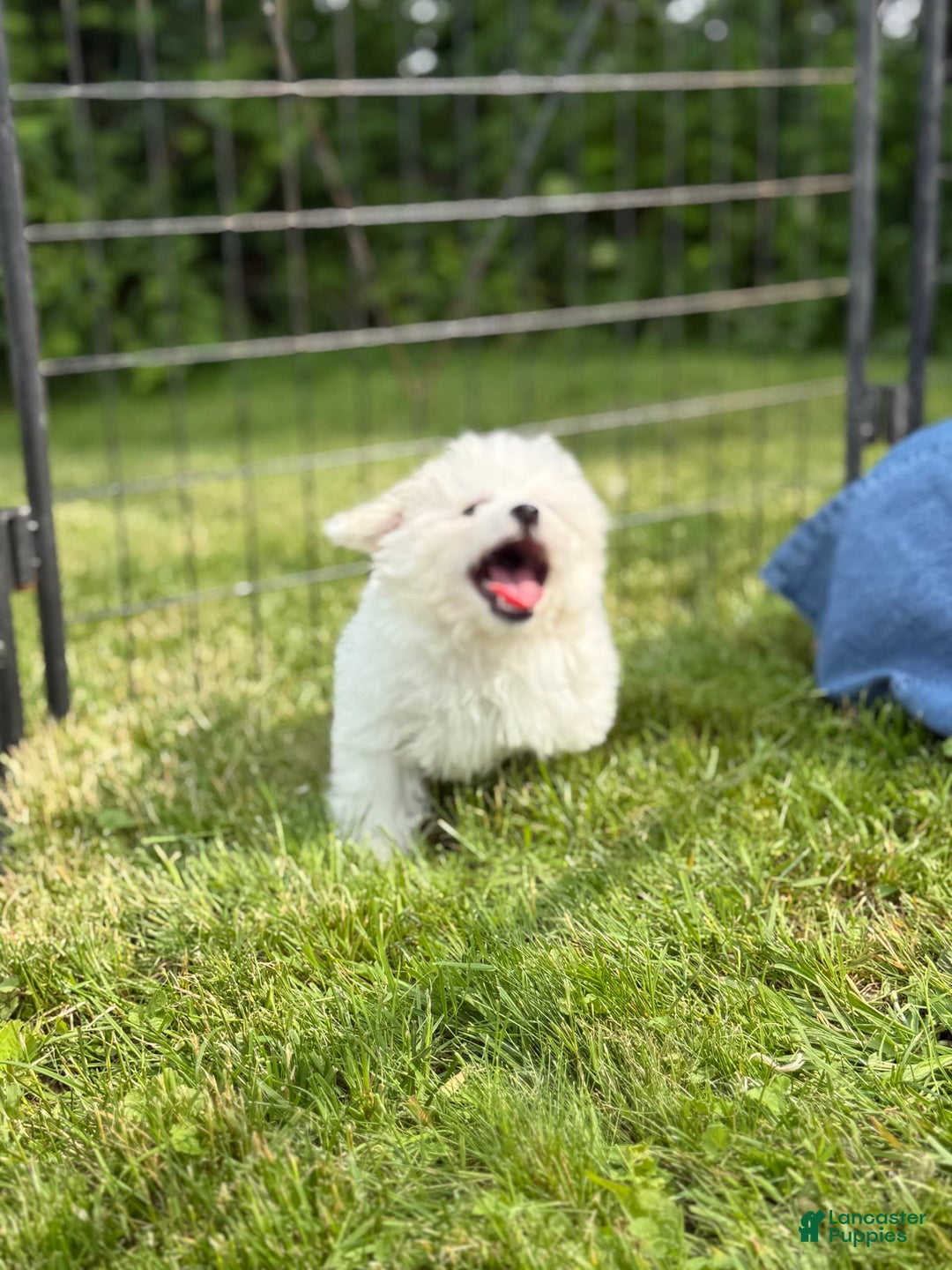 Bichon Frise dogs for sale: Buddy - Image 5