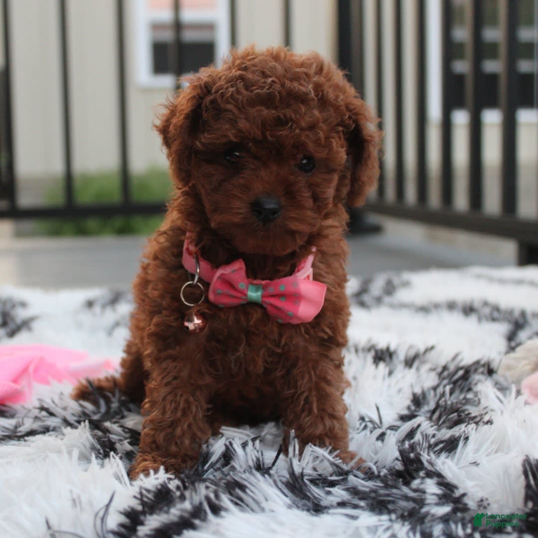 Toy Poodle dogs for sale: Honey - Image 6