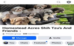 Chihuahua dogs for sale: Minnie - Image 9