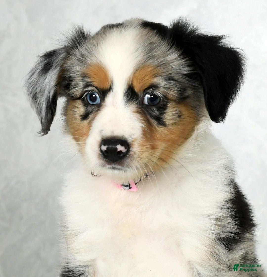 Miniature Australian Shepherd dogs for sale: Chloe - Image 9