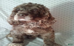 Cocker Spaniel dogs for sale: Captain - Image 6
