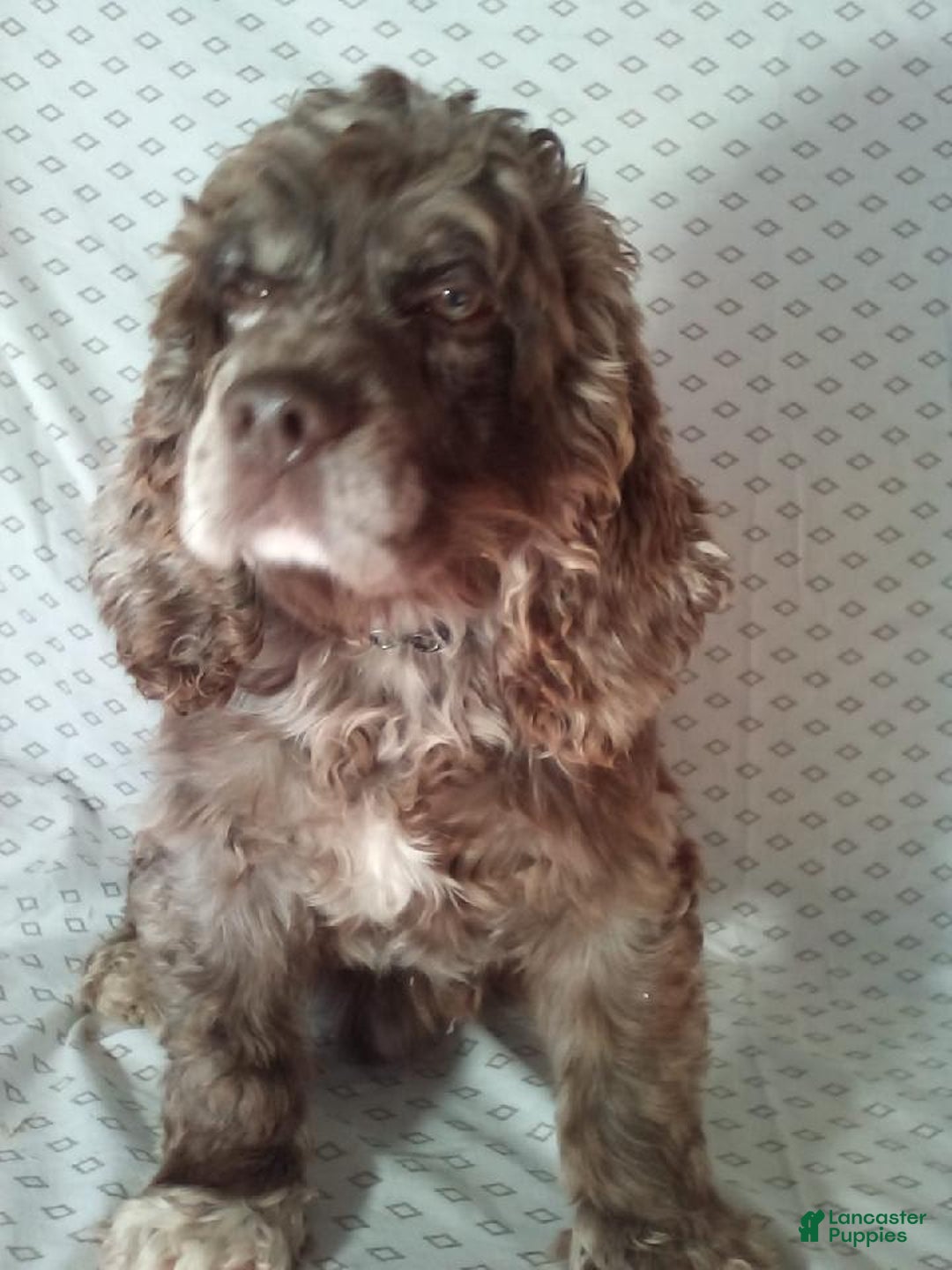 Cocker Spaniel dogs for sale: Captain - Image 6