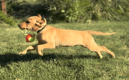 Labrador Retriever dogs for sale: Mufasa - Image 12