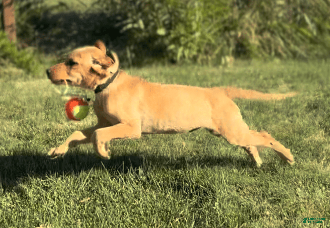 Labrador Retriever dogs for sale: Mufasa - Image 12