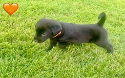 Labrador Retriever dogs for sale: Male Black Orange Collar - Image 1