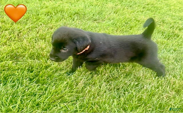 Labrador Retriever dogs for sale - Ad 2
