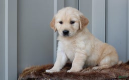 Golden Retriever dogs for sale: Willow - Image 1