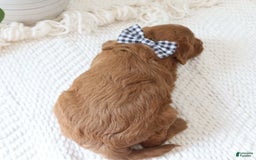 Cavapoo dogs for sale: Fynn - Image 11