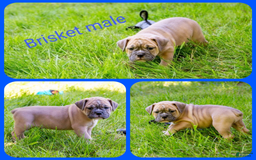 Olde English Bulldogge dogs for sale: Brisket - Image 4