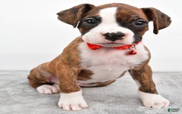 Boxer dogs for sale: Ripley - Image 1