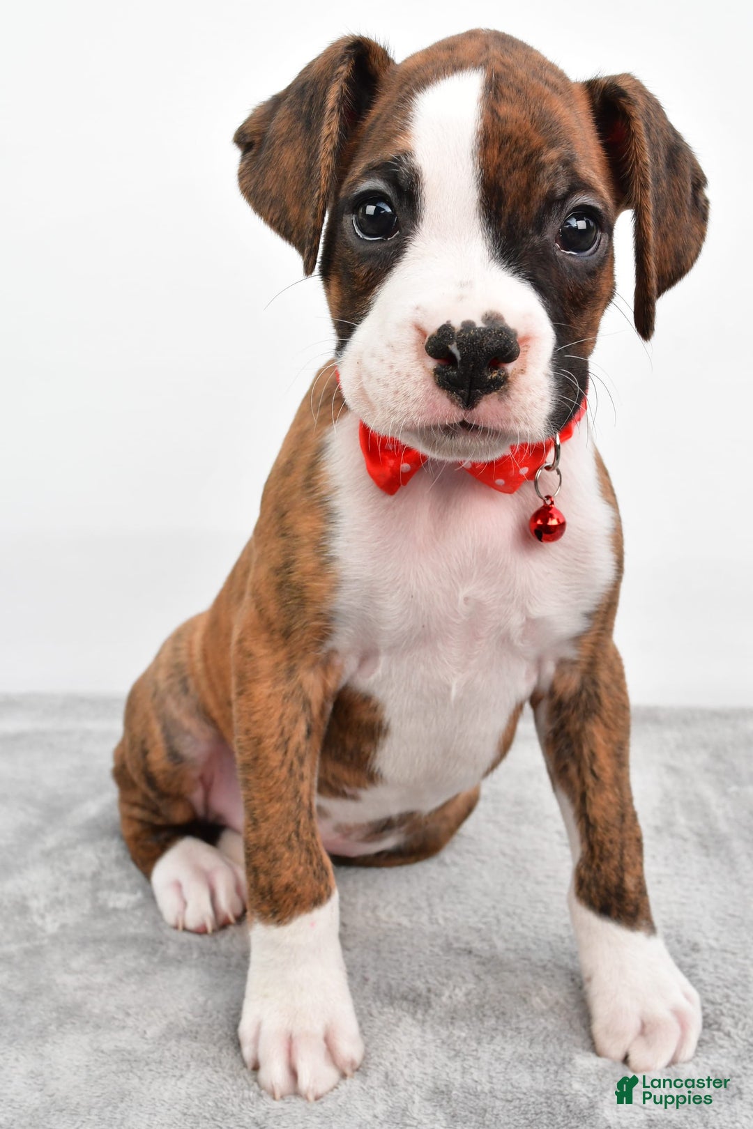 Boxer dogs for sale: Ripley - Image 1