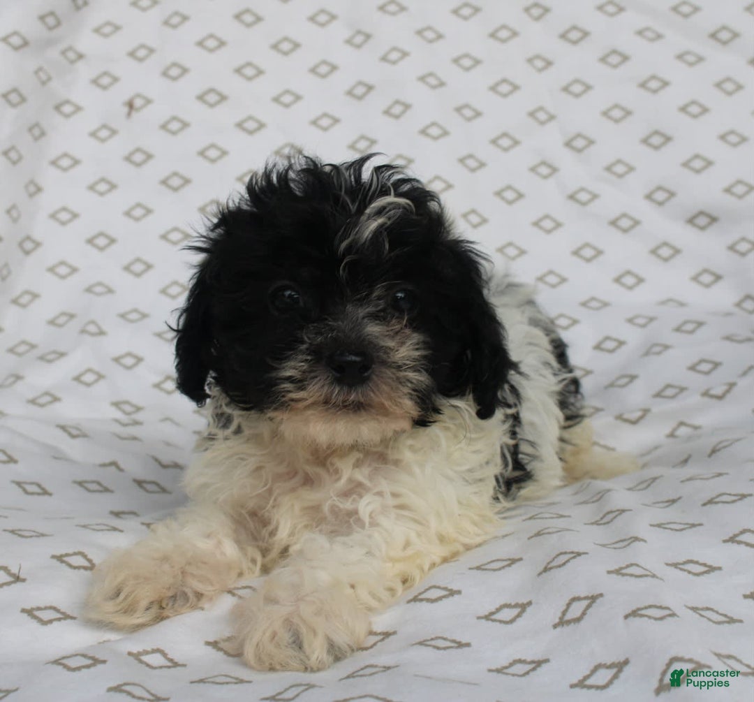 Shihpoo dogs for sale: Sambo - Image 4