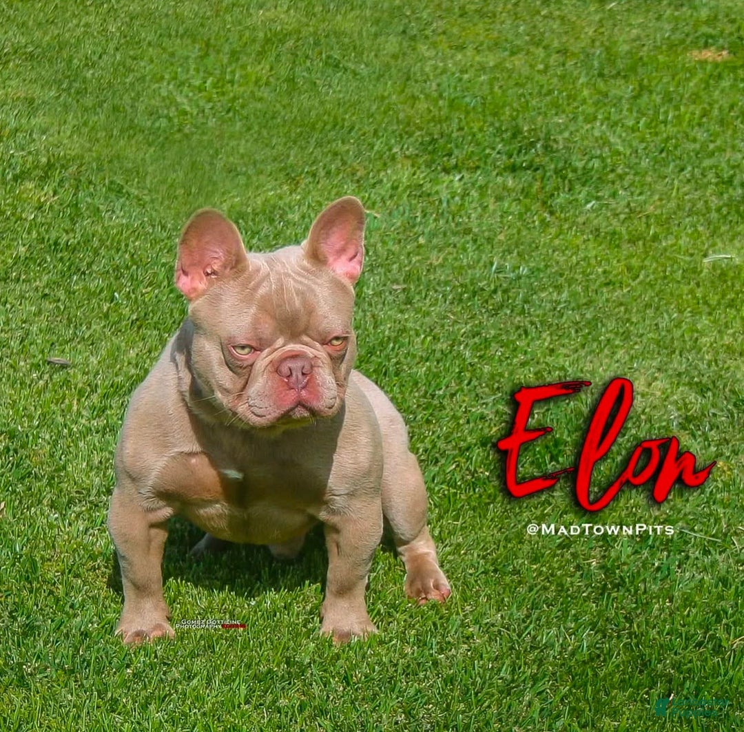 French Bulldog dogs for sale: Nova - Image 6