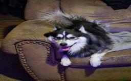 Pomsky dogs for sale: Momo - Image 6