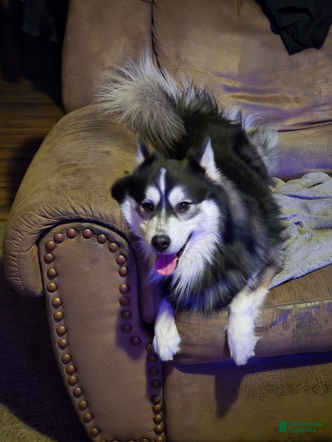 Pomsky dogs for sale: Momo - Image 6