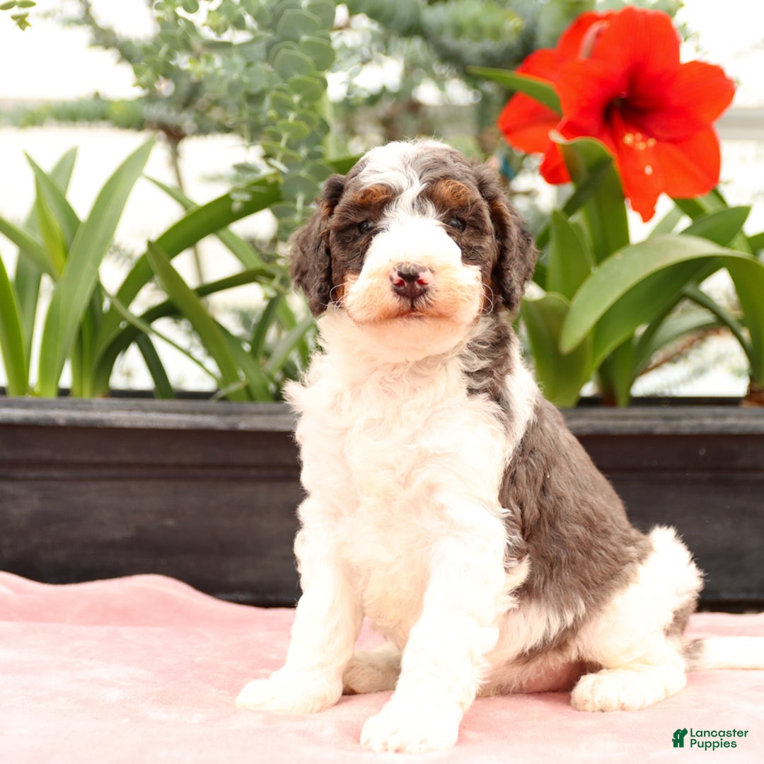 Bernedoodle dogs for sale: Truffle - Image 1