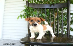 Jack Russell Terrier dogs for sale: Zola - Image 5