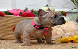 French Bulldog dogs for sale: Mia - Image 6