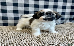 Havanese dogs for sale: Jesse - Image 5
