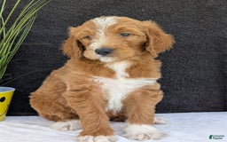 Goldendoodle dogs for sale: Mikey - Image 18