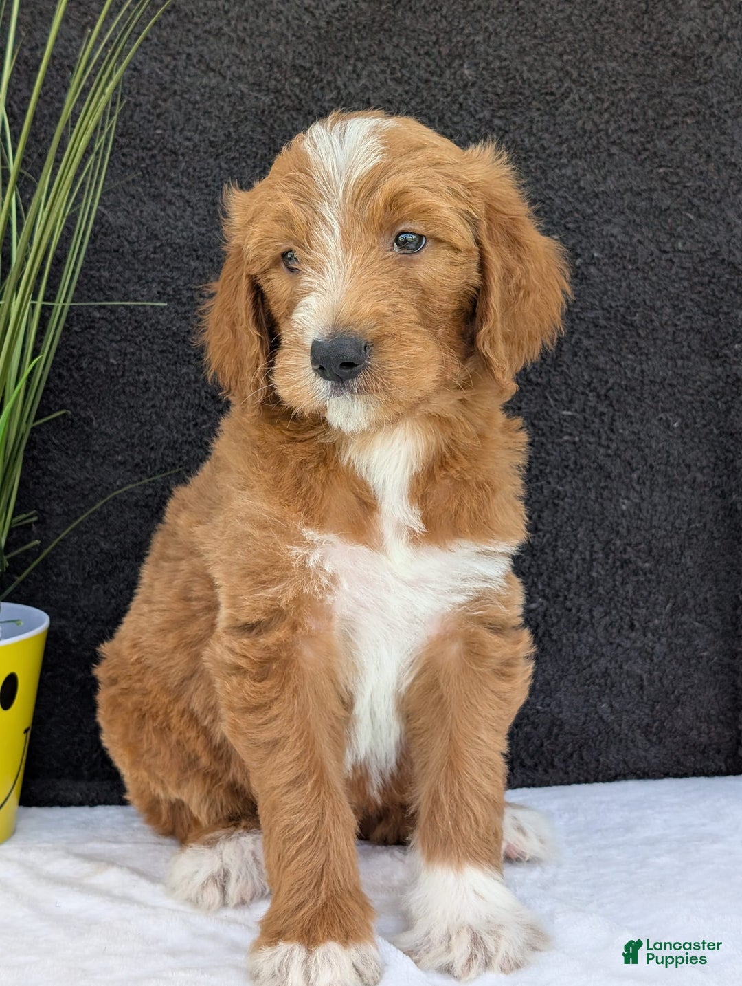 Goldendoodle dogs for sale: Mikey - Image 18