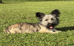 Skye Terrier dogs for sale: Vikki - Image 2