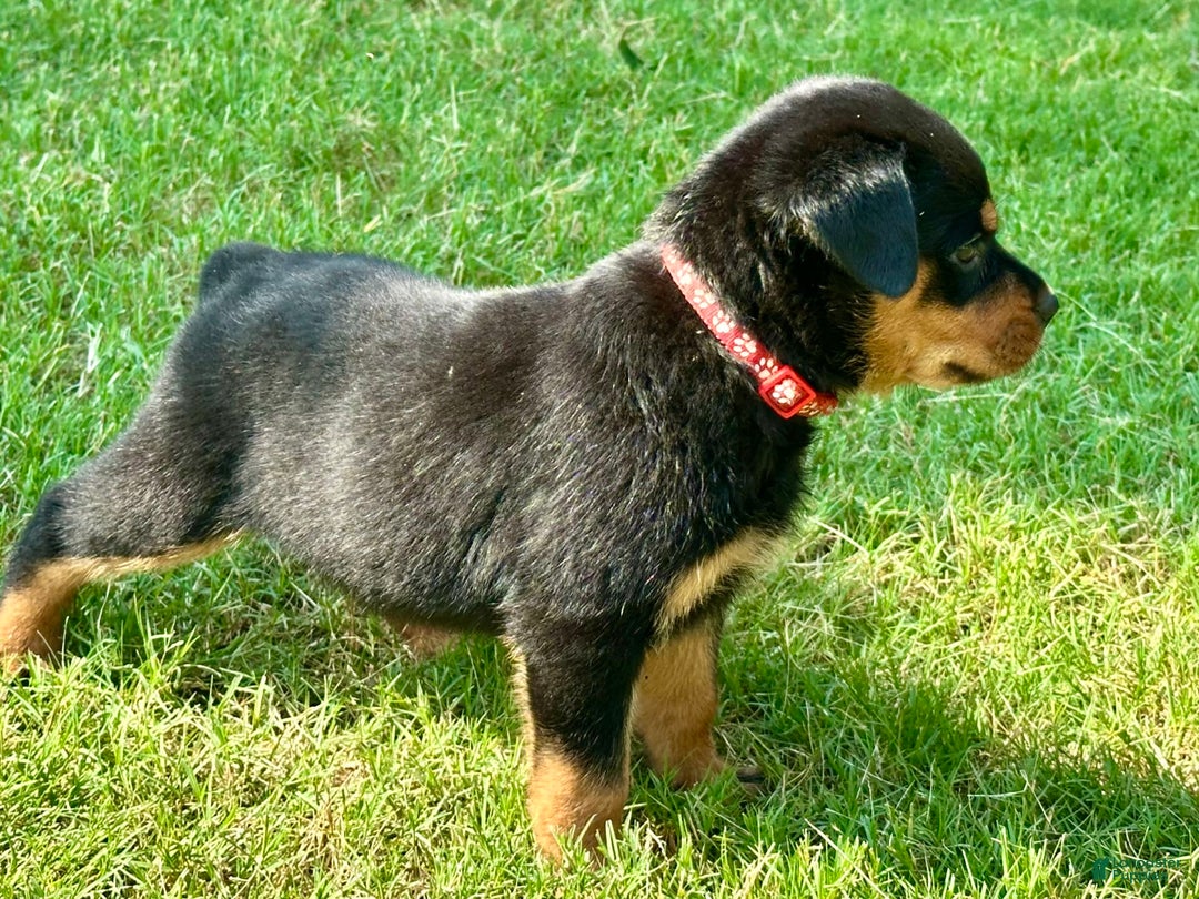 Rottweiler dogs for sale: Red Collar - Image 10