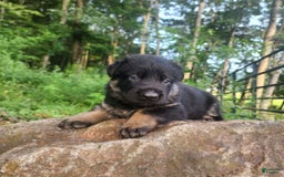 German Shepherd dogs for sale: Kai - Image 17