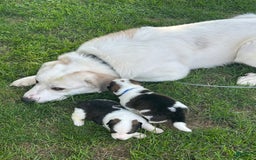 Great Pyrenees dogs for sale: Balto - Image 5