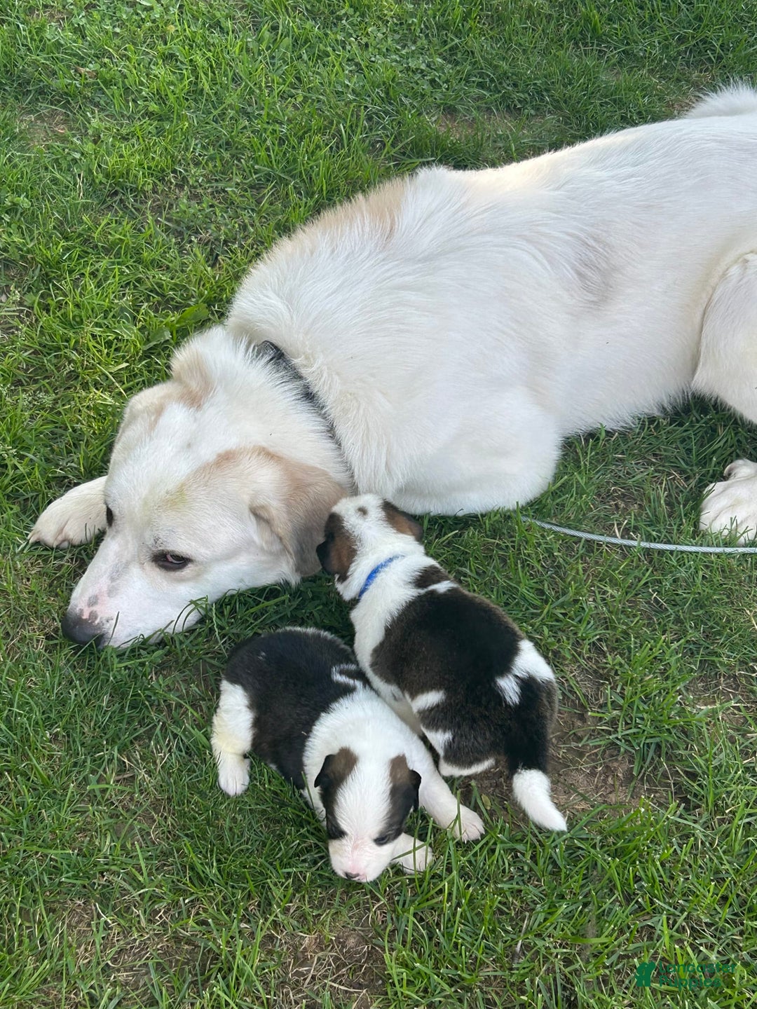 Great Pyrenees dogs for sale: Balto - Image 5