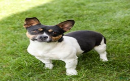 French Bulldog dogs for sale: Tammie - Image 6