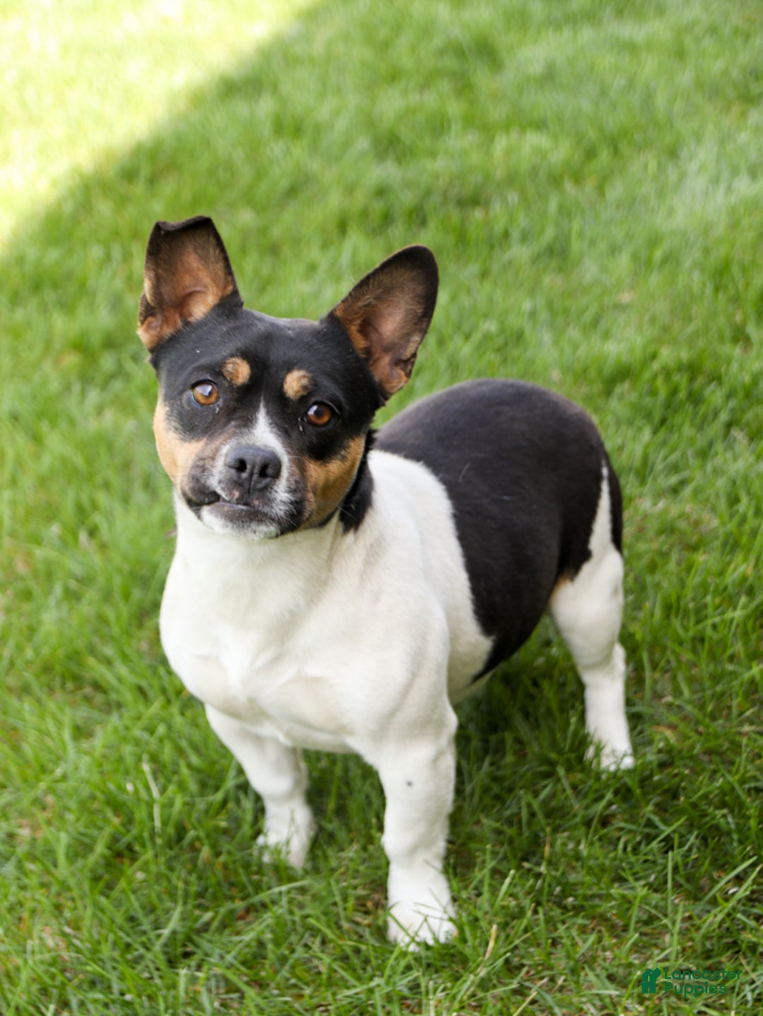 French Bulldog dogs for sale: Tammie - Image 6
