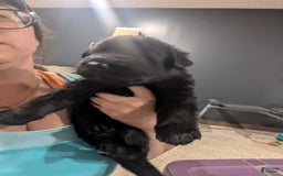German Shepherd dogs for sale: Letty - Image 2