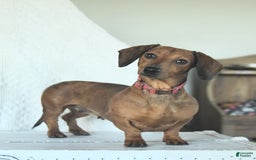 Dachshund dogs for sale: Dolly - Image 6