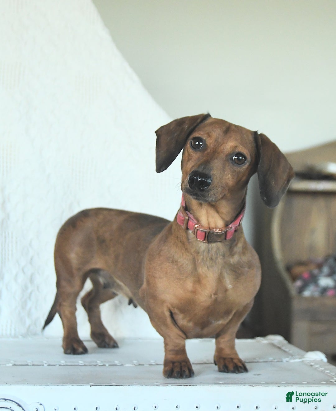 Dachshund dogs for sale: Dolly - Image 6