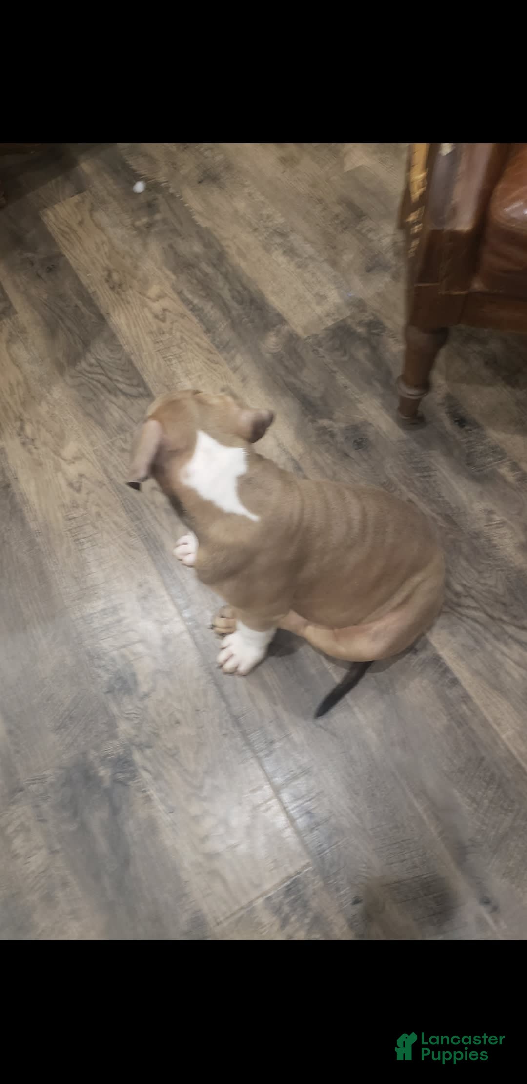 American Bully dogs for sale: Socks - Image 37