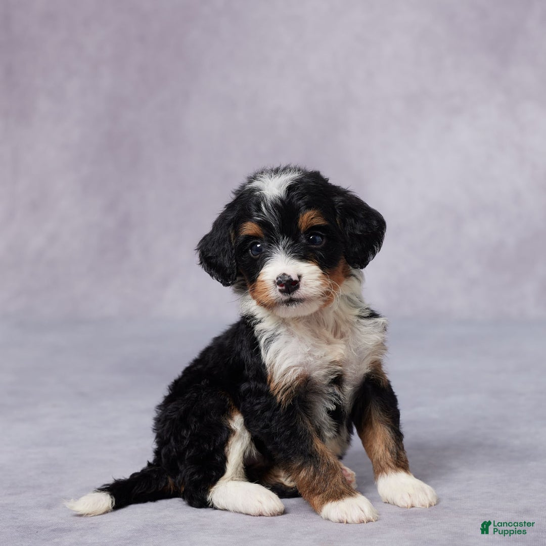 Mini Bernedoodle dogs for sale: Mini Bernedoodle 9 puppies - Image 3